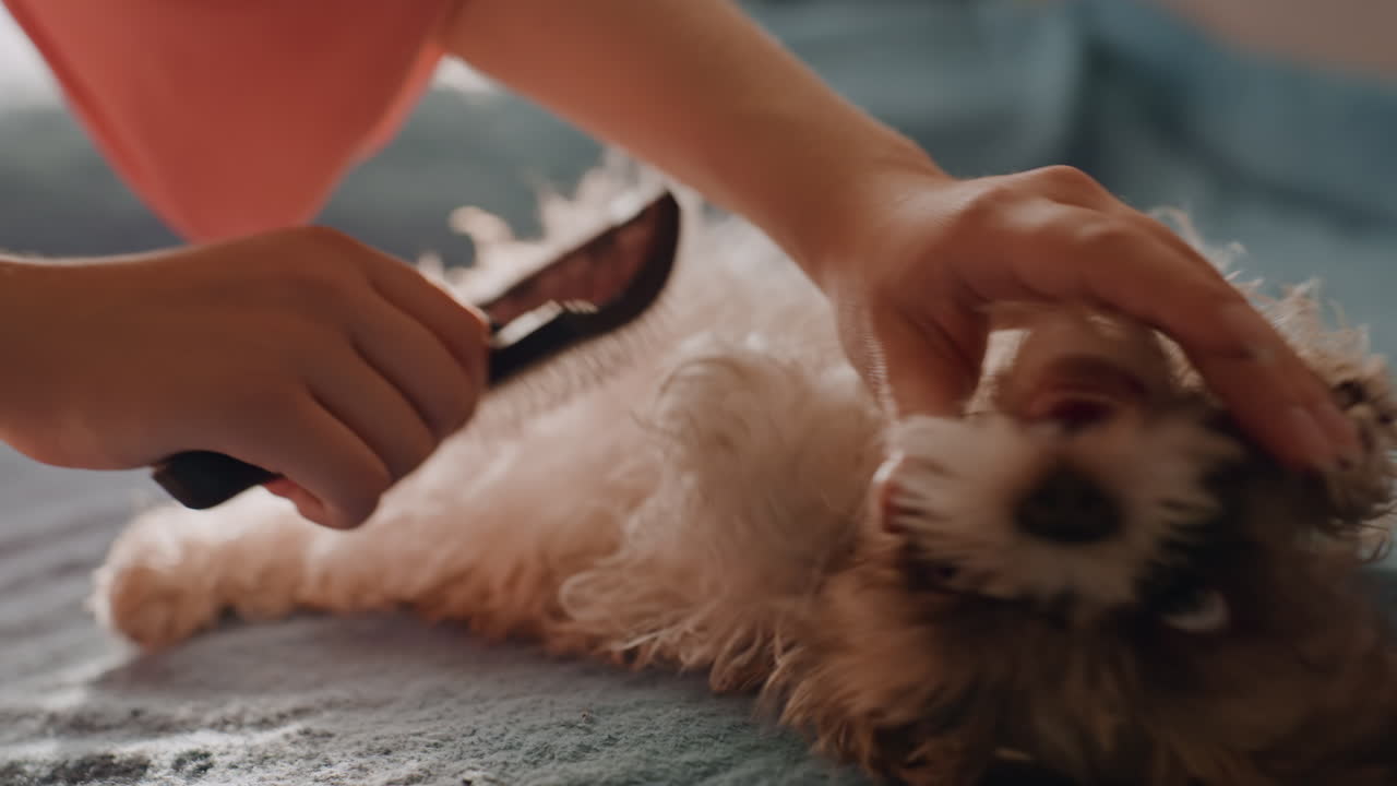 Relaxed Dog Enjoys Peaceful Grooming Session, Tranquil Pet Care With Tender Strokes And Affectionate Gestures, Caring Owner Softly Brushes Relaxed Puppy Capturing Trust And Gentle Companionship