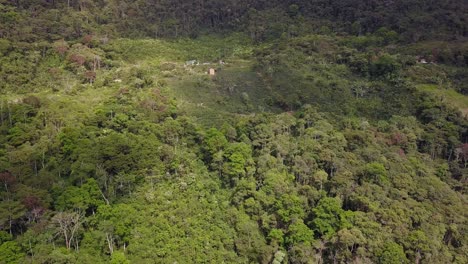 Coffee-plantation-in-the-Bolivian-mountain-jungle