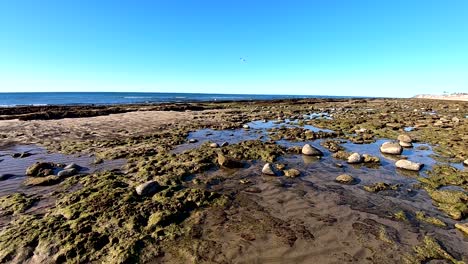 Ein-Seevogel-überquert-Den-Horizont-über-Den-Gezeitentümpeln-Von-Rocky-Point,-Mexiko