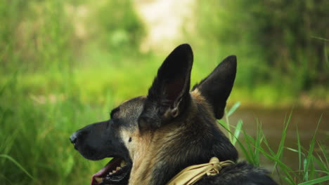 fly annoys german shepherd dog lying down in grass on river bank