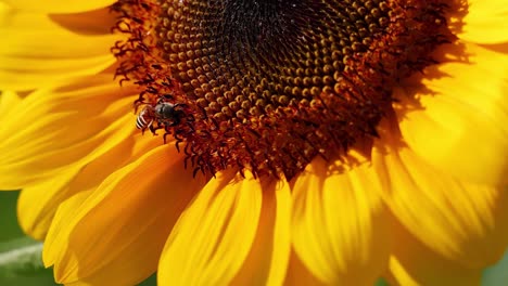 a bee explores the vibrant yellow petals and center of a sunflower in detailed close-up shots.