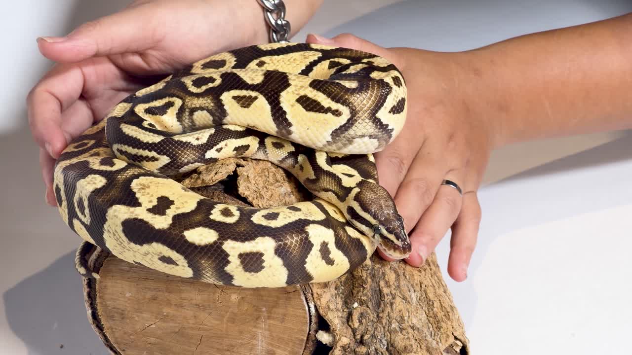 A person gently touches a coiled ball python resting on wood under bright studio lighting