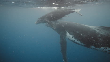 madre y bebé de ballena jorobada nadando bajo el agua en vava'u, tonga