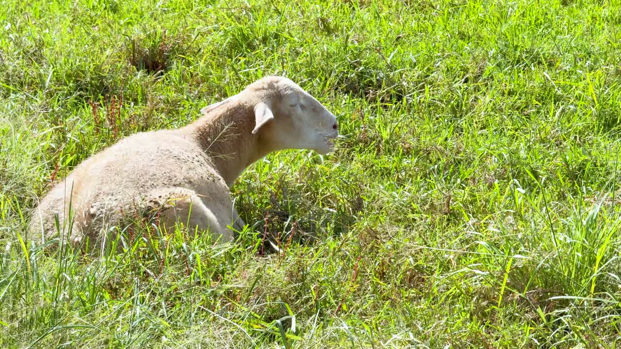 A single sheep calmly eats grass in bright daylight on a vibrant green farm field. Static camera, natural lighting, peaceful rural atmosphere
