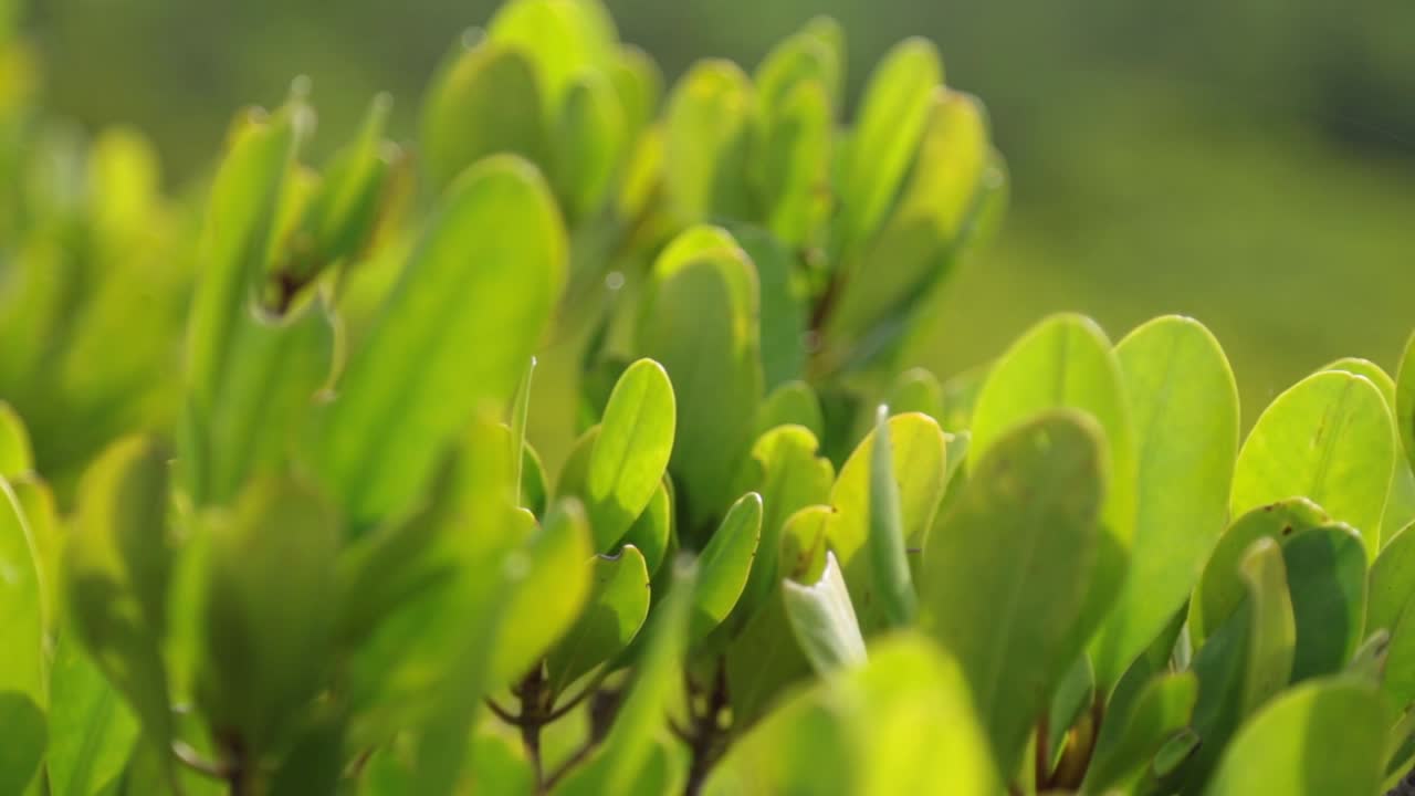 황금 초원 라용 지구, 태국