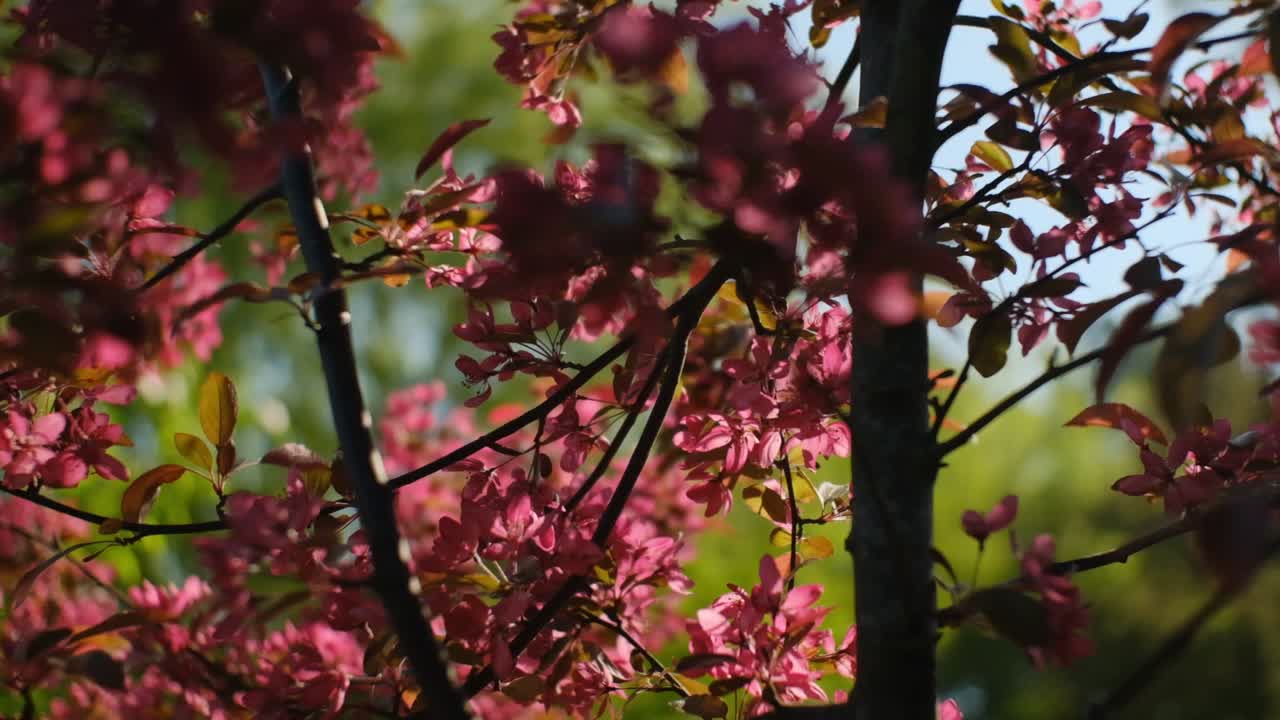 Albero con fiori rosa e foglie rosse dai colori vivaci che ondeggia al vento, in slow motion.