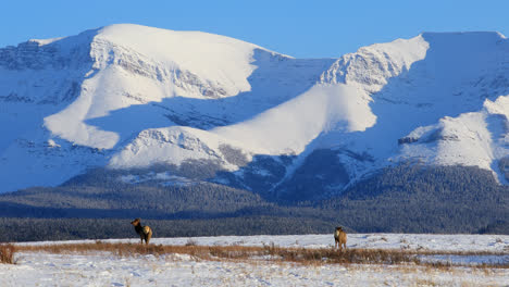 pair of elk grazing in snow covered wilderness of alberta, canada