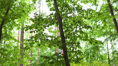 Tropical-Green-Forest-Landscape-With-Deciduous-Plants-And-Trees-Inside-The-Woods-During-Daytime