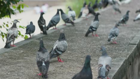 Palomas-Al-Aire-Libre