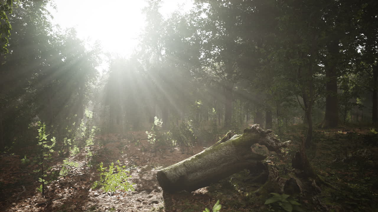 niebla de verano en el bosque