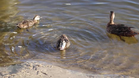 ducks interacting in a shallow pool