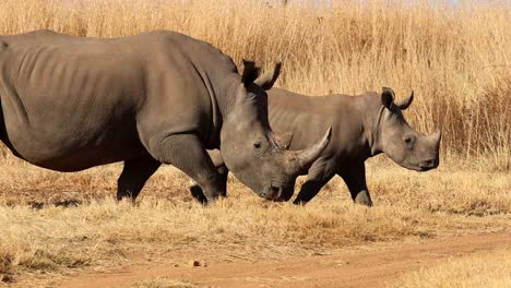 Endangered-White-Rhino-Mother-and-Calf-in-slow-motion-on-an-African-dirt-road,-exhibiting-the-bond-between-themselves