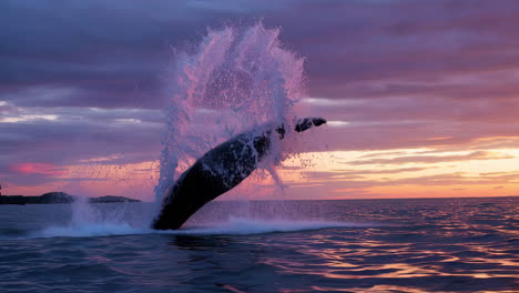 humpback whale breaching at sunset