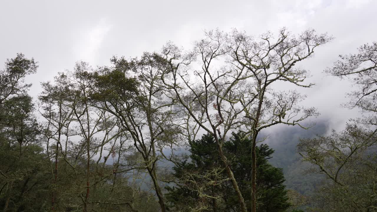 Tropical rainforest on a misty mountain slope Cocora Valley Colombia