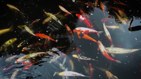 varios colores, tamaño y variedad de peces carpa koi nadando en un estanque - tiro estático