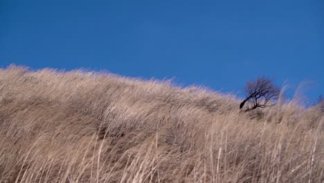 lone dead tree and dry winter grass against blue sky outside