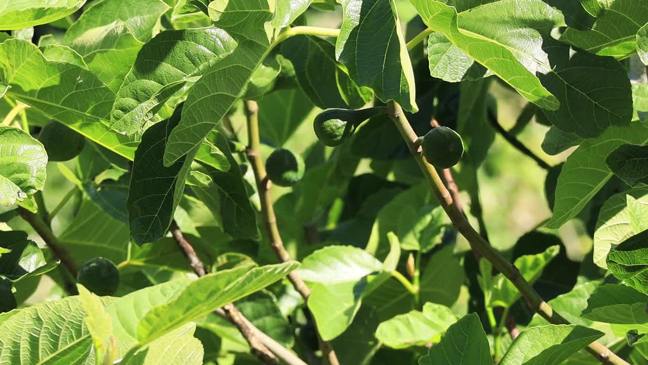Close up of three green figs on a branch of an Oregon Fig Tree in June