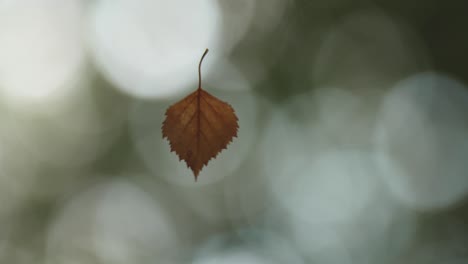 Bewegung-Eines-Sich-Drehenden-Herbstblattes