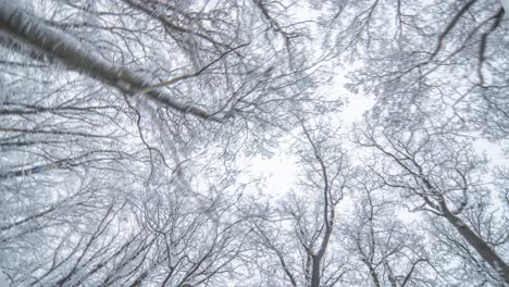 Ein-Schöner-Winterspaziergang-Im-Schneebedeckten-Hvezda-park-In-Prag