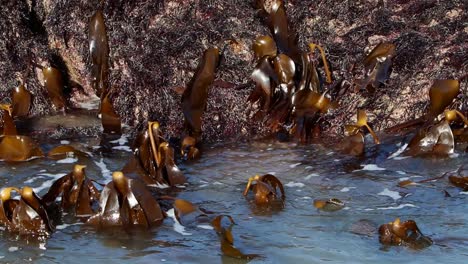 primer plano de algas en marea baja
