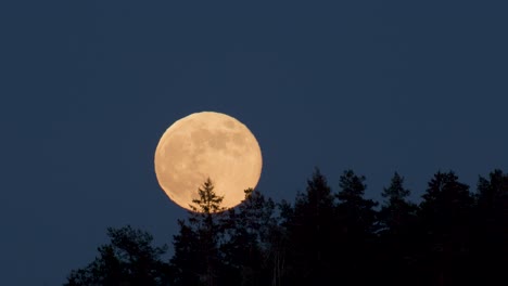 super luna se eleva por encima de los árboles distantes vista de cerca distorsión atmosférica