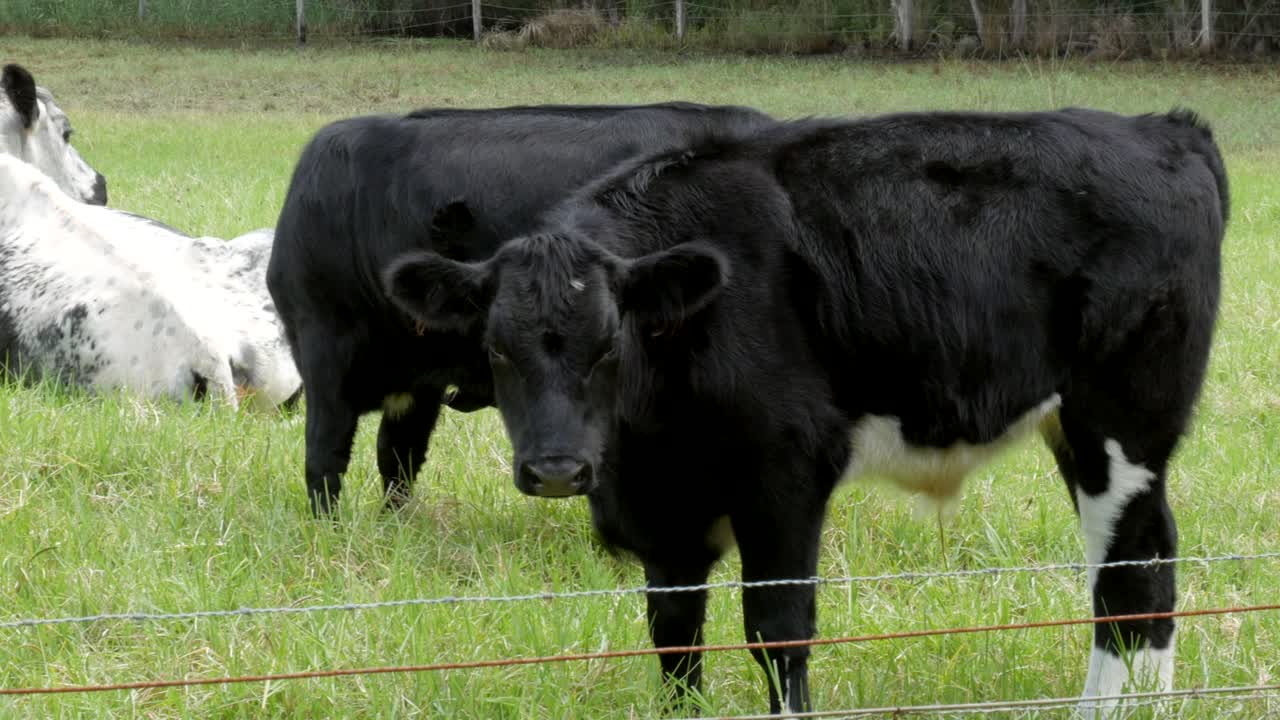 Mandria di mucche bianche e nere al pascolo in un campo verde