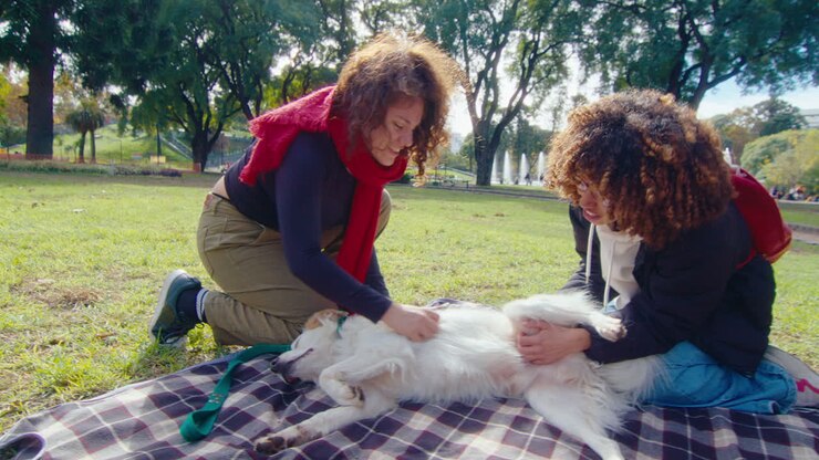 Relaxed Dog Lying on Blanket in the Park and Enjoying Belly Rubs