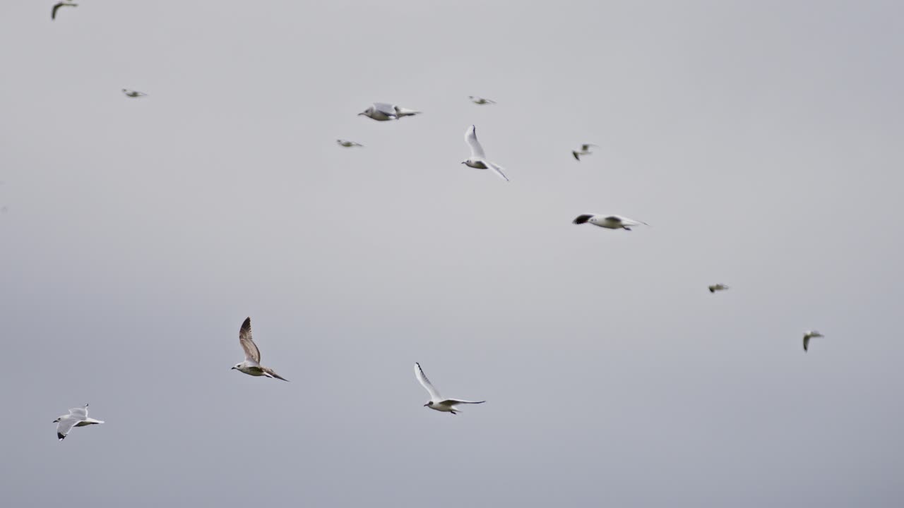 Flurry of seagulls flying gracefully over the nature reserve near Middelburg, Zeeland, super slow motion