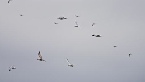 flurry of seagulls flying gracefully over the nature reserve near middelburg, zeeland, super slow motion