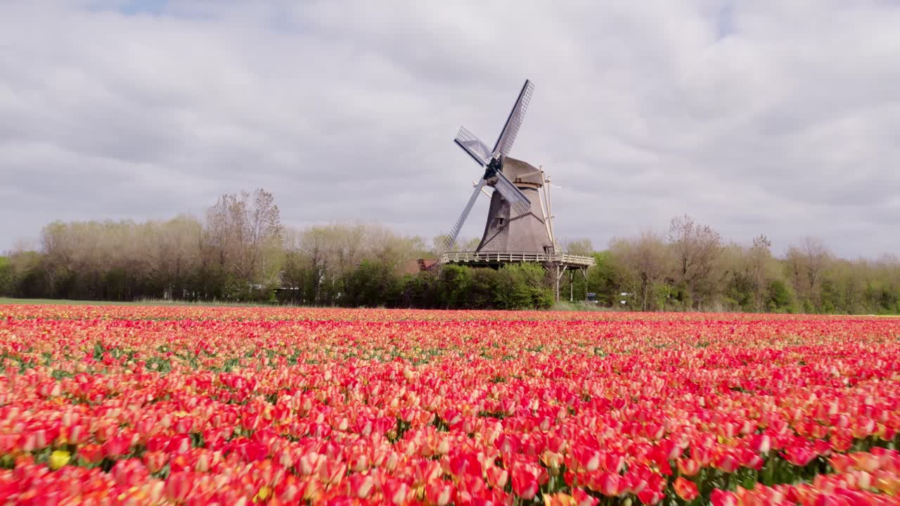 Vista aerea di tulipani e mulino a vento, Keukenhof, Olanda Settentrionale, Paesi Bassi