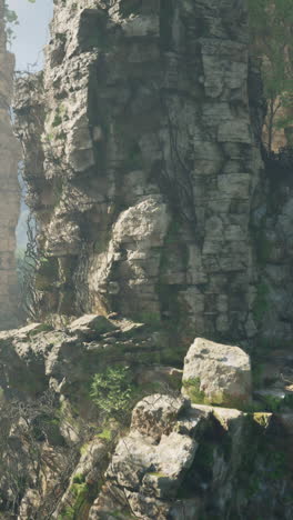 close-up of a rock face with vines growing on it