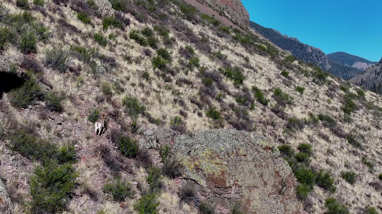 A beautiful and cinematic, 70mm zoomed-in aerial shot of a bighorn sheep, trekking up the side of a steep incline in the Rock Mountains, near the infamous town of Creede, Colorado.