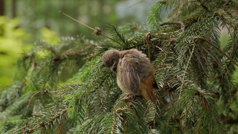 young baby bird sitting on pine branch and cleans feathers, close up