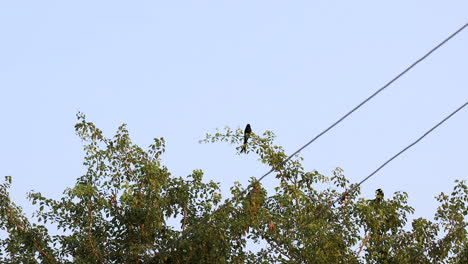 pareja de drongo negro en un árbol