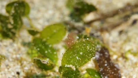 a tiny hairy shrimp sit on top of a leaf underwater swaying in the current