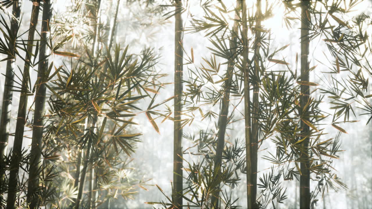 bosque de bambú asiático con la luz del sol de la mañana
