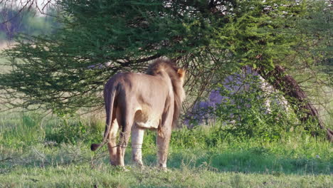 Ein-Löwe-Mit-Schwarzer-Mähne,-Der-Allein-In-Der-Savanne-Des-Nxai-Pan-Nationalparks-In-Botswana-Spaziert