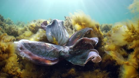 Giant-Australian-Cuttlefish-Sepia-apama-Migration-Whyalla-South-Australia-4k-slow-motion,-mating,-laying-eggs,-fighting,-aggregation,-underwater