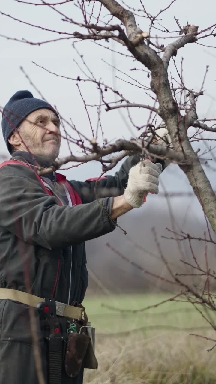 Man pruning fruit trees in an orchard