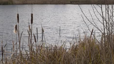 Friedliche-Landschaft-Aus-Wasser-Und-Wind-Bei-Seitenwind,-Der-In-Pflanzen-Und-Fauna-Weht