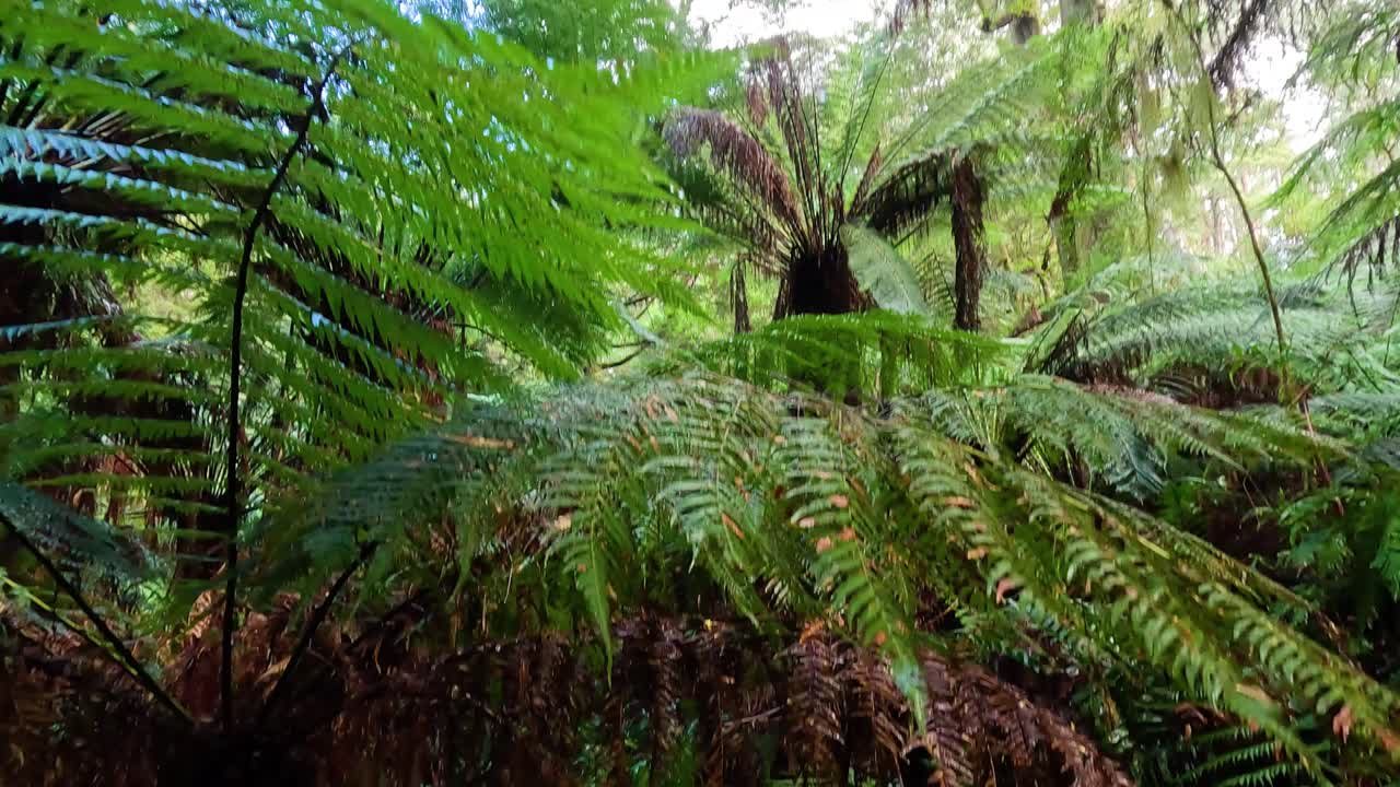 Lush green ferns in a dense rainforest