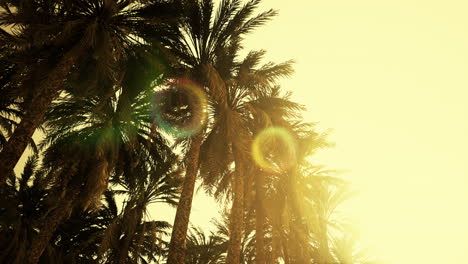 underside of the coconuts tree with clear sky and shiny sun