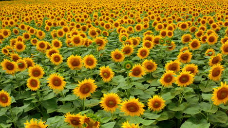 background of bright sunflowers. heads of blossoming sunflowers swaying in wind. beautiful agriculture field in blooming season. motion camera back.