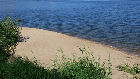 sandy river beach with plants in the wind and ripples in water