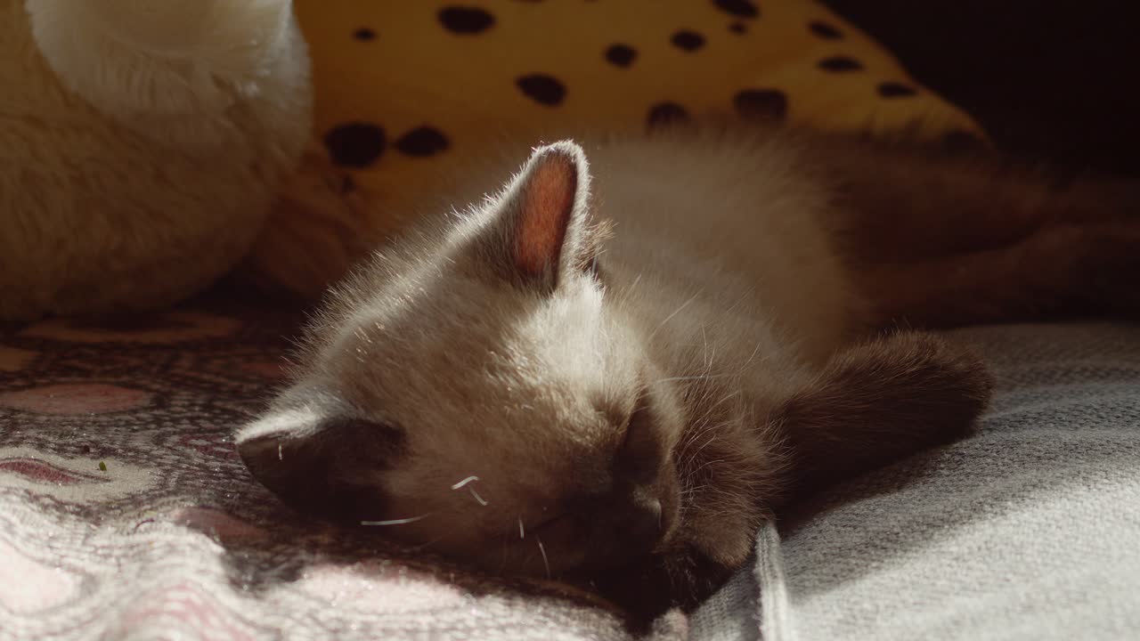 Adorabile gattino che dorme alla luce del sole al tramonto.