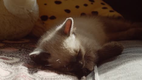 adorable sleeping kitten in the light of the setting sun