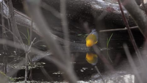 a prothonotary warbler drinking water and feeding at a water source between the wood branches