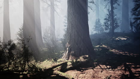 árboles de secuoya gigantes en verano en el parque nacional de secuoya
