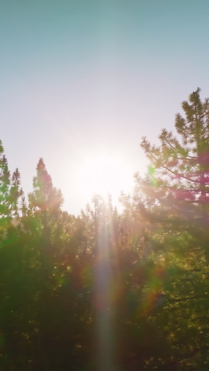 Forest trees sunset light. Summer sunny evening in woodland. Vertical video