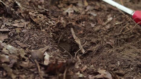 pickaxe digging in ground, male hands planting a goldenseal rhizome